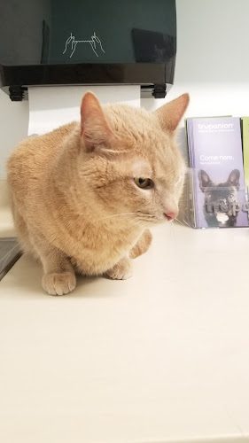 VCA Everett Animal Hospital