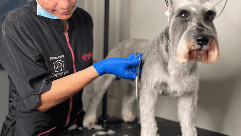 Happy Pet Grooming by Diana Paiva
