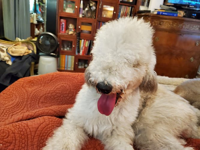 Shaynedoro Pet Beauty Salon