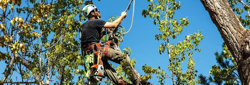 Rivera Tree Service – Tree Removal, Professional Tree Service, Stump Grinding Service in Revere, MA