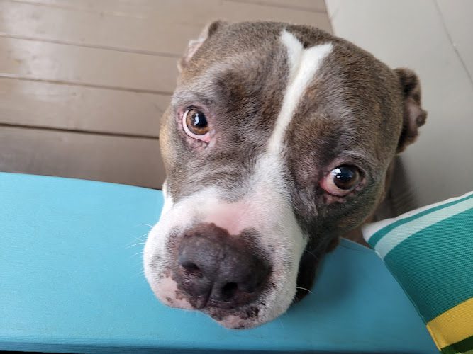 PetMedic Urgent Care Vet Clinic