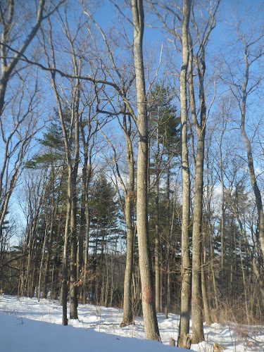 Mal’s Tree and Landscape
