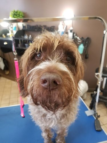 Jeana’s Dirty Dog Salon and Kitties Too