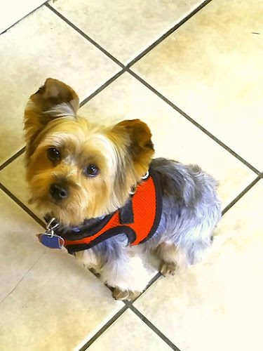 Kelly’s Underground Dog Grooming