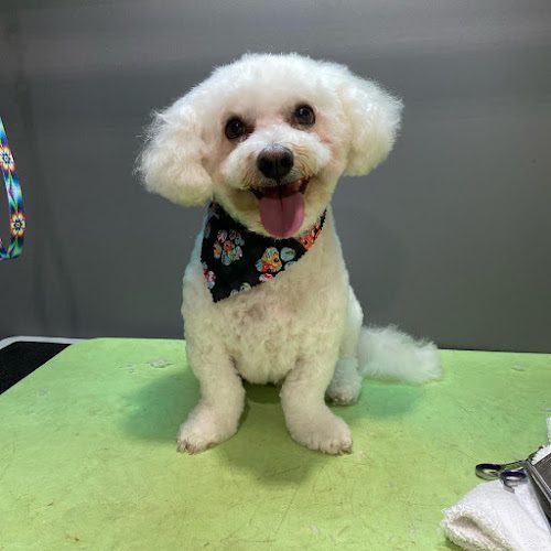 Dog Savvy Mobile Grooming Inc