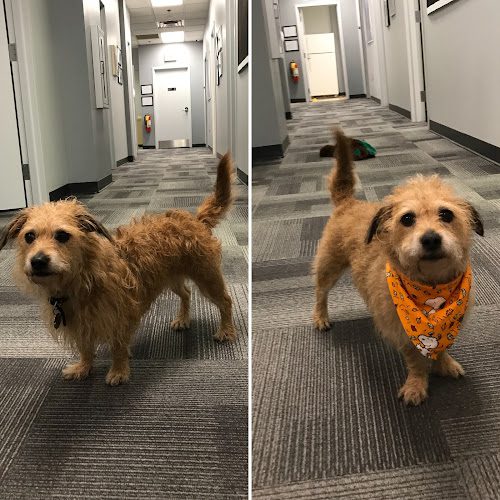 City Tails Pet Grooming