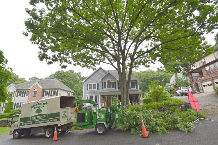 Northern Boston Tree Service