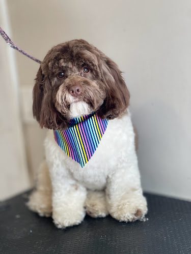 Four Paws Grooming inc.