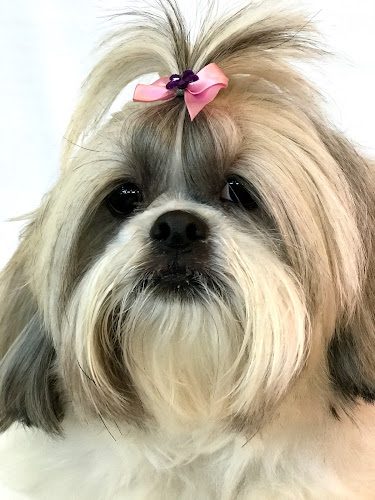 Andreia’s Grooming