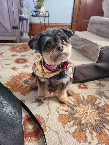 The Broadway Dog Spa, Inc.